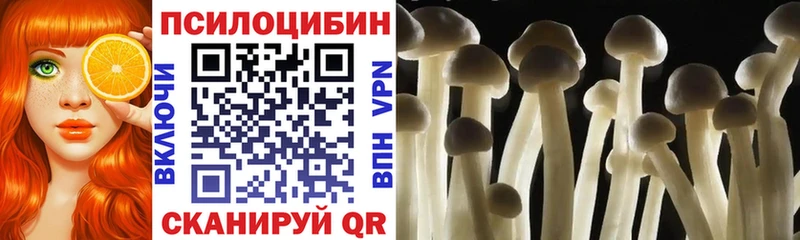 цена наркотик  Медногорск  darknet как зайти  Псилоцибиновые грибы Psilocybine cubensis 